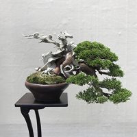 bonsai04s